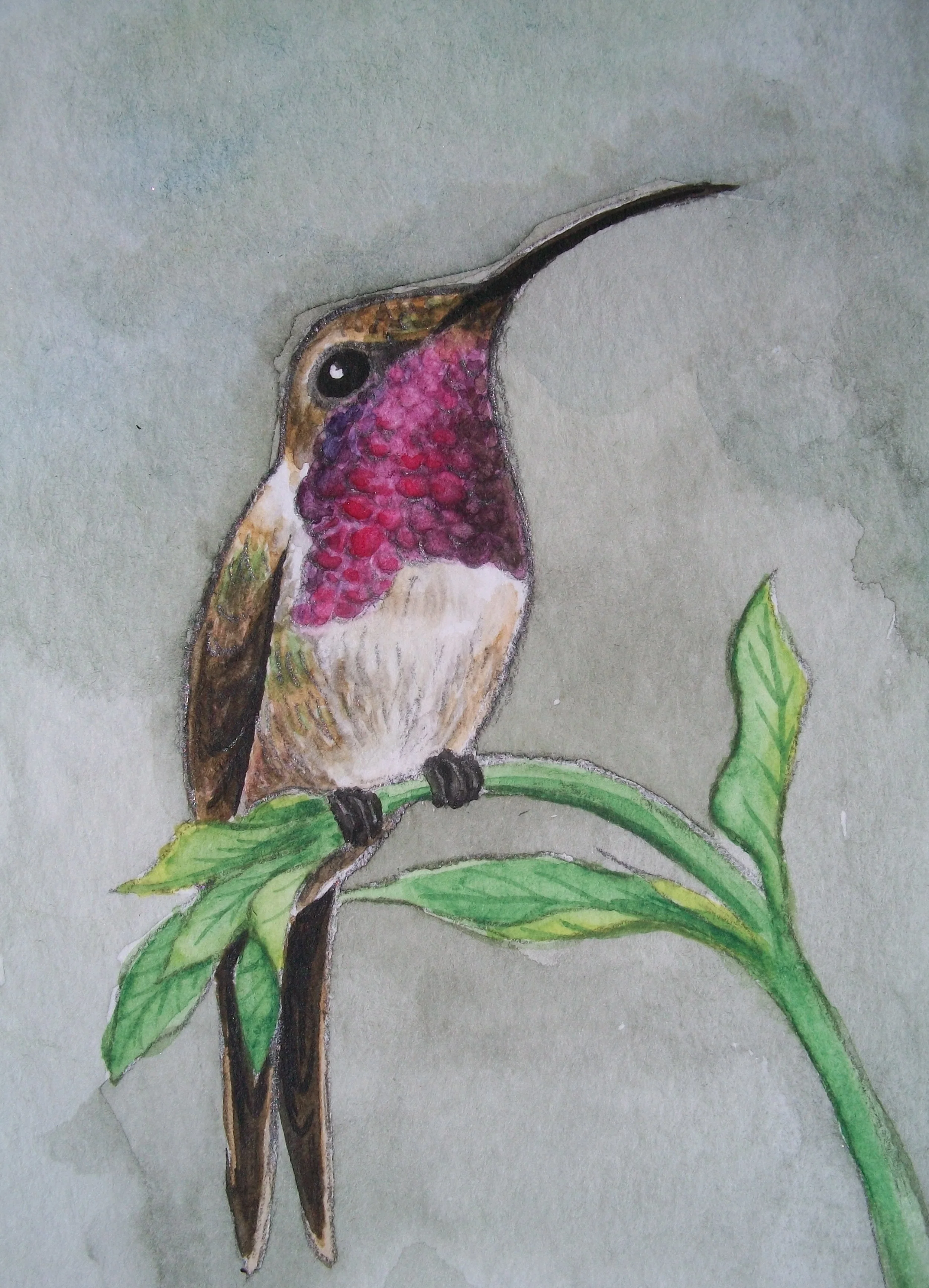 Male Lucifer Hummingbird