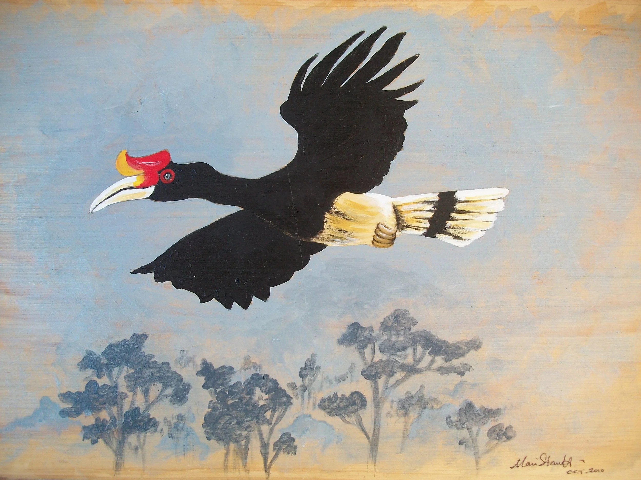 Rhinoceros Hornbill