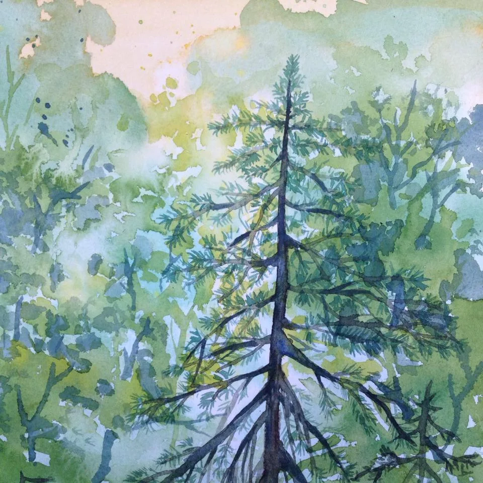 Fir tree in forest.jpg