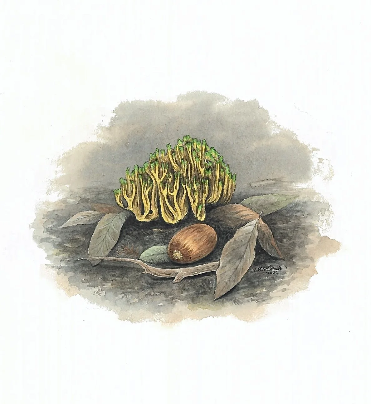 Ramaria apiculata (Green-tipped coral mushroom)