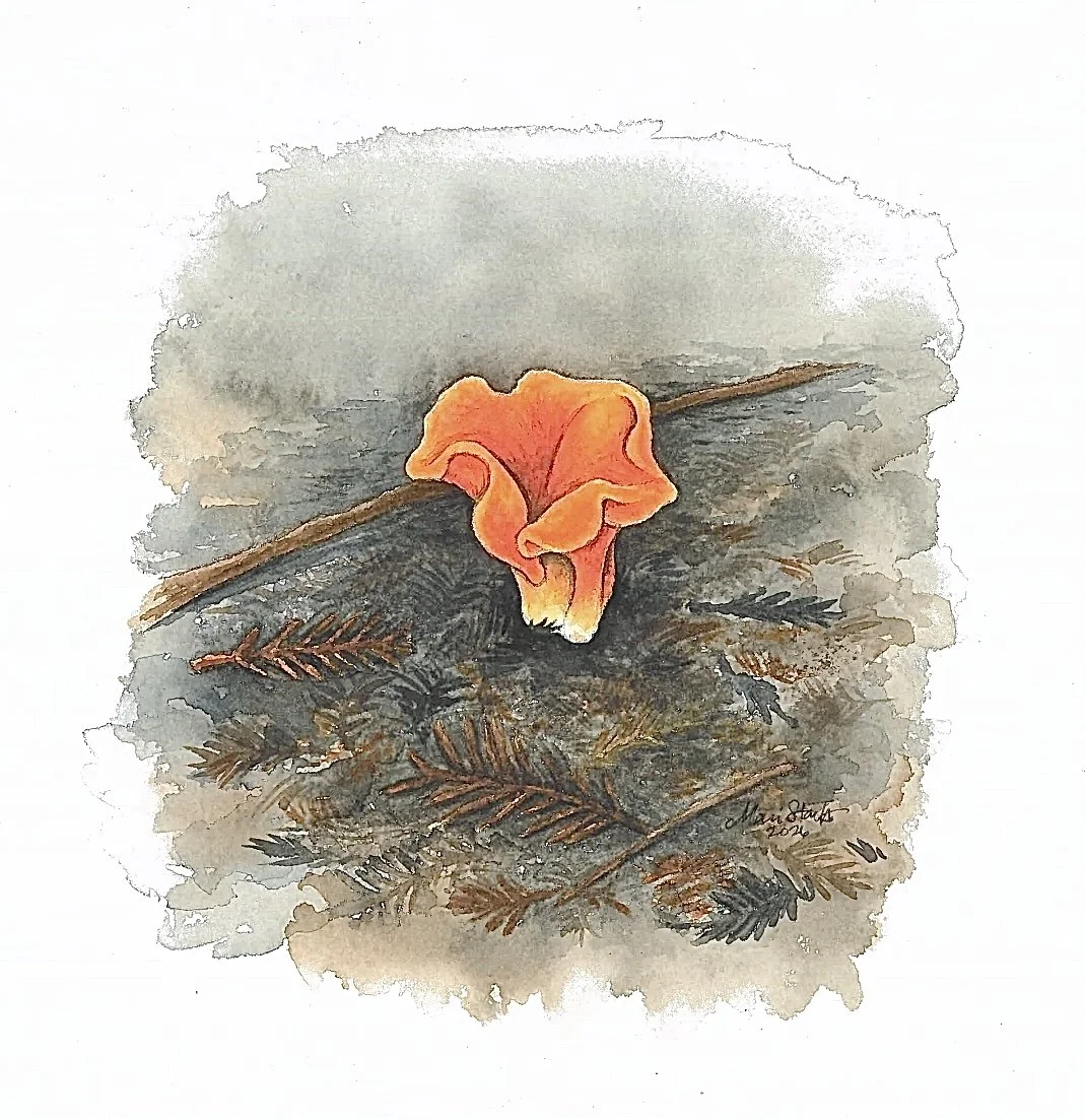 Guepinia helvelloides (Apricot jelly mushroom)