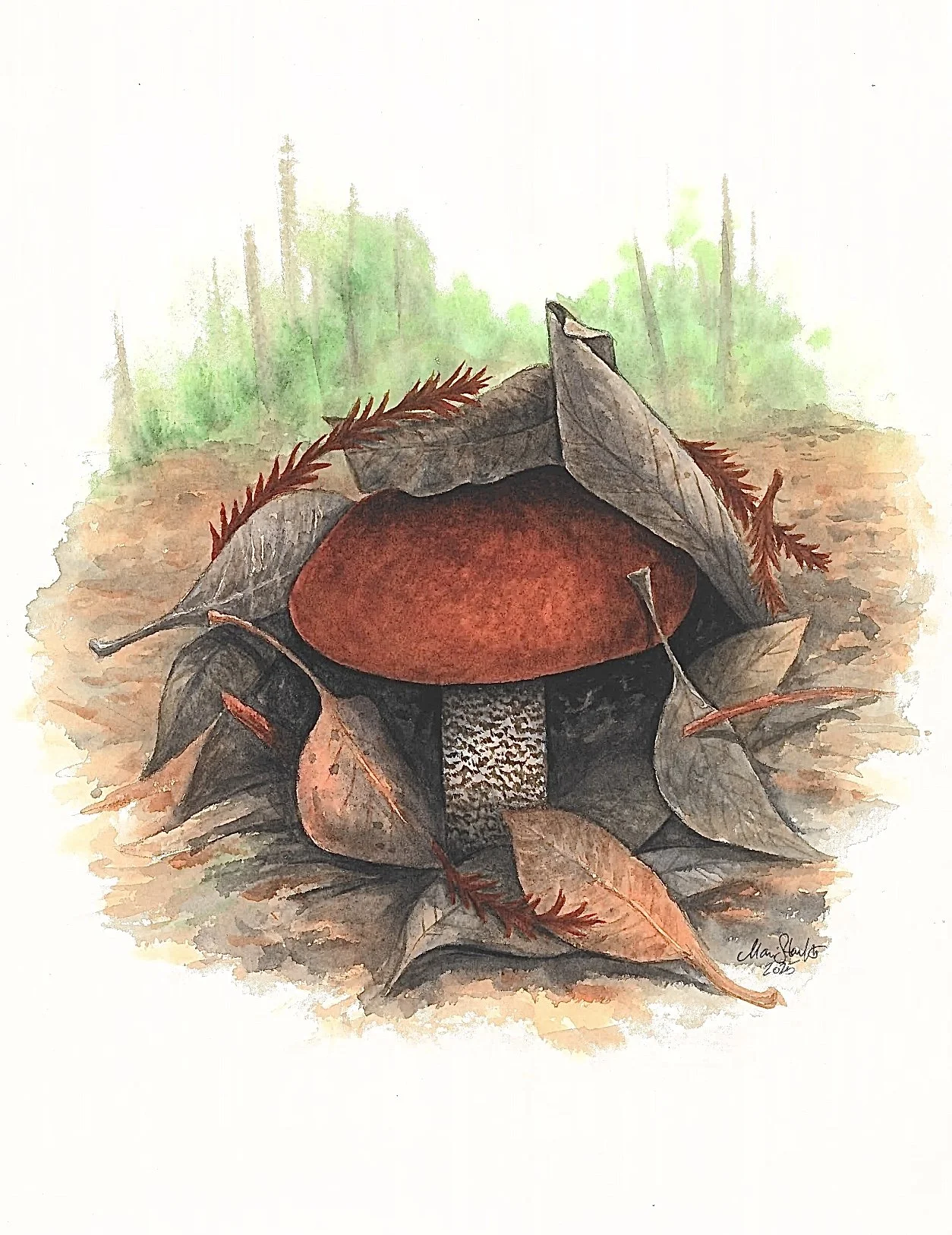 Leccinum manzanitae (Manzanita bolete mushroom)