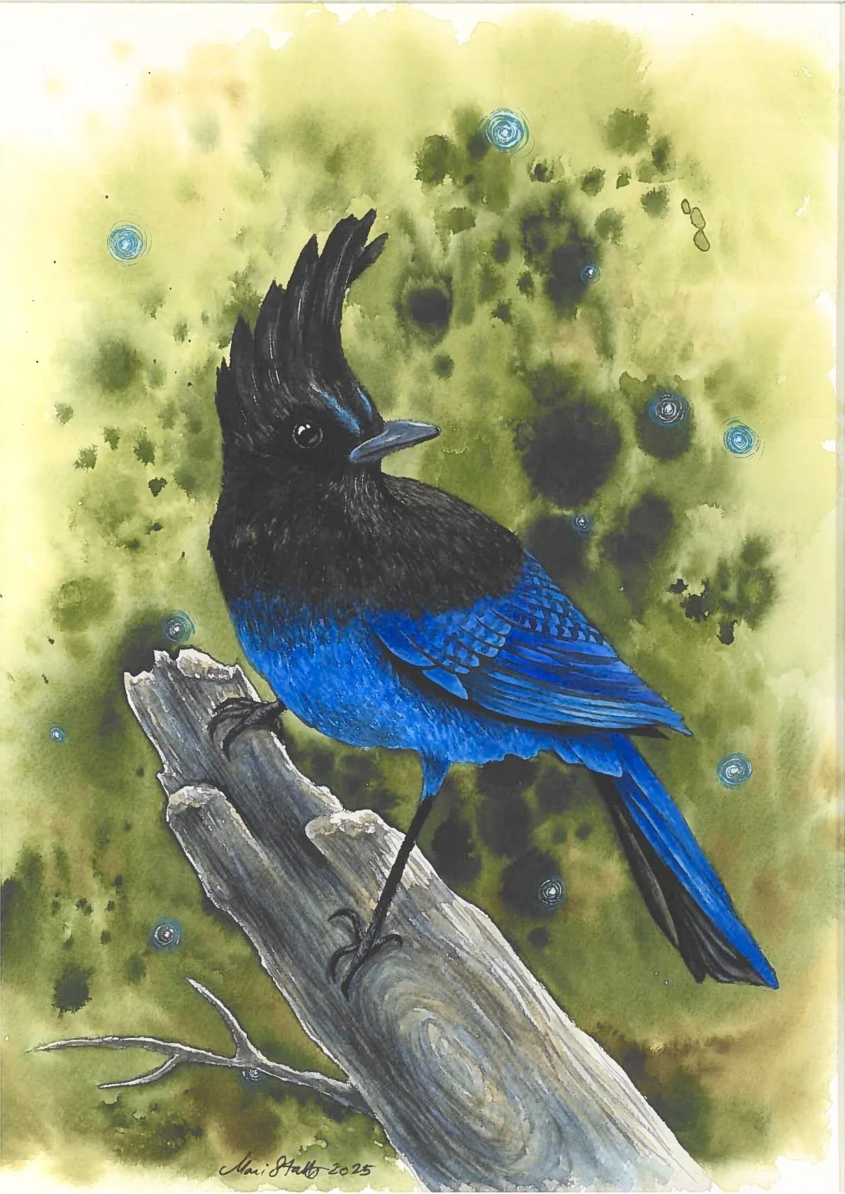 Sapphire vortices ~ Stellar’s Jay