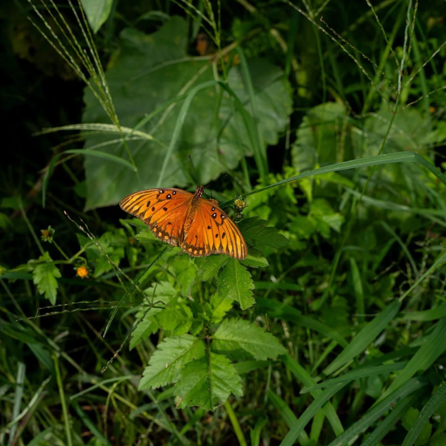 [image] - 9335334.jpeg