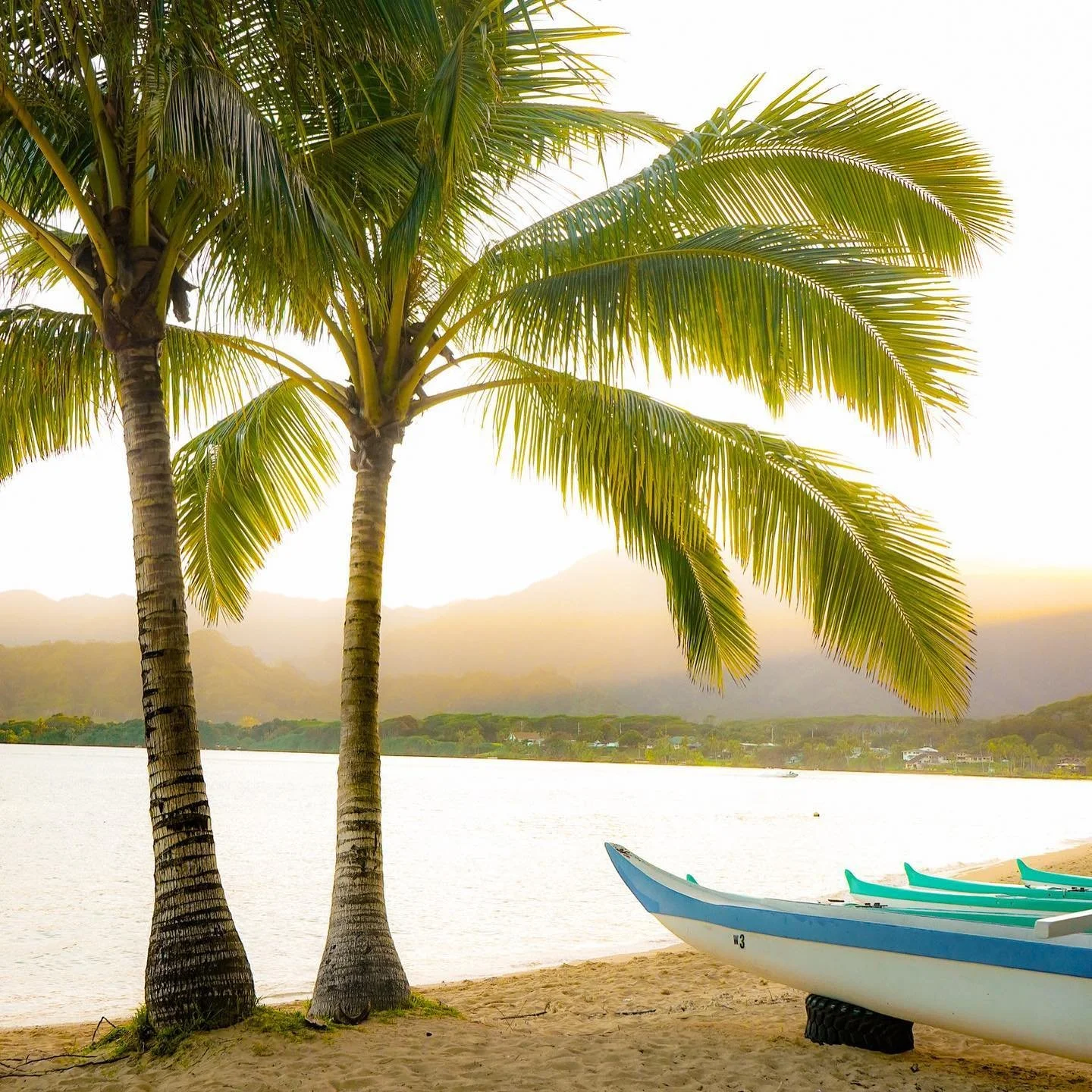 [image] - 5589928.jpeg