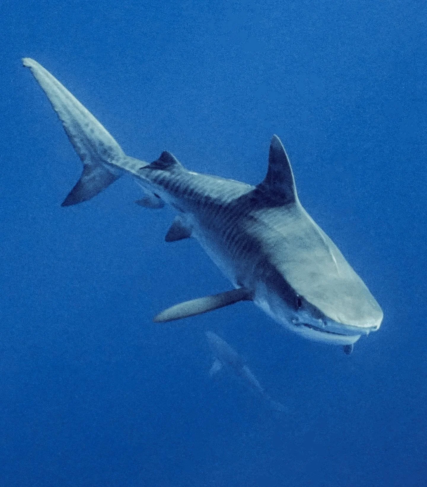 [image] - 182526.jpeg