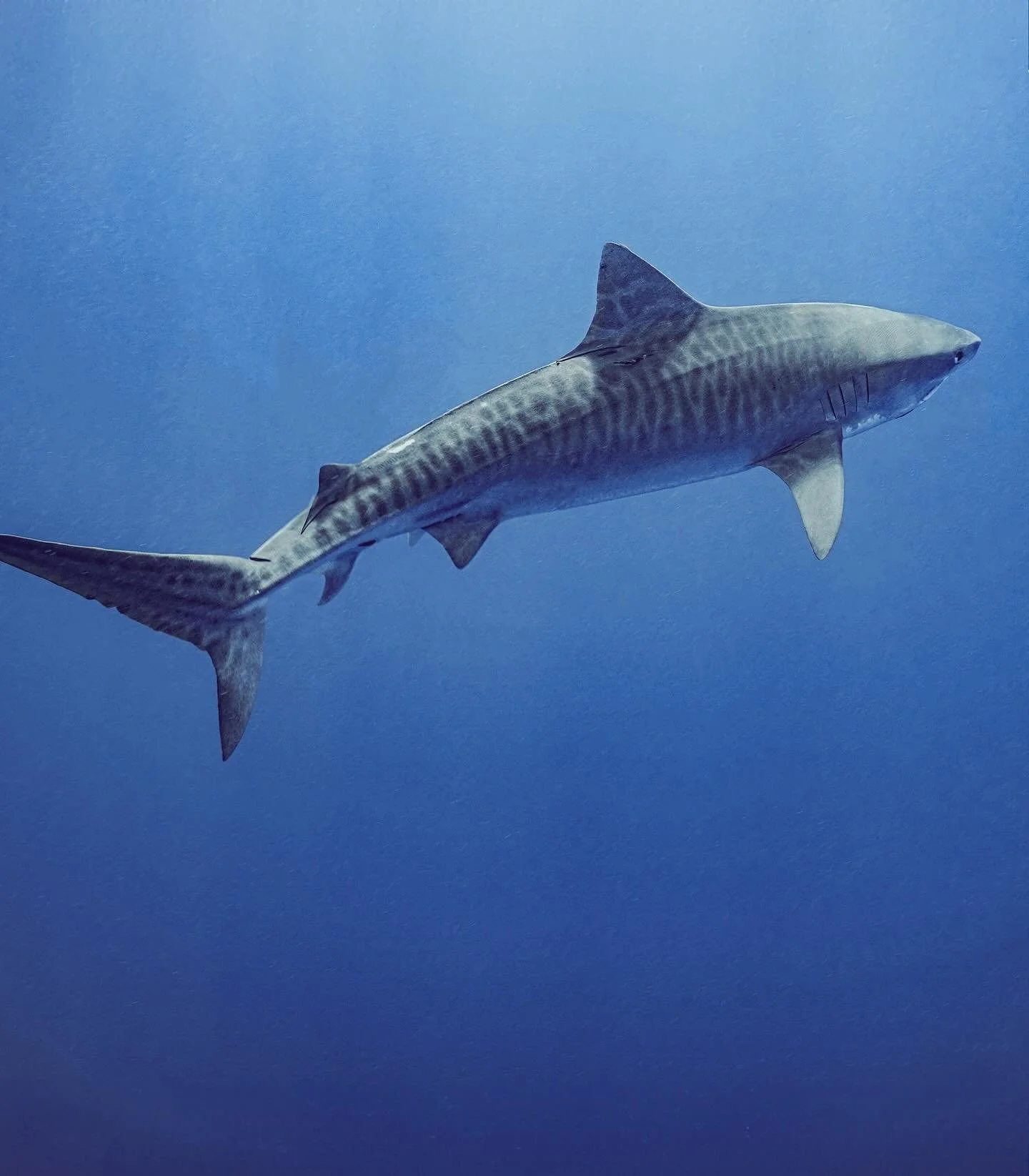 [image] - 4050610.jpeg