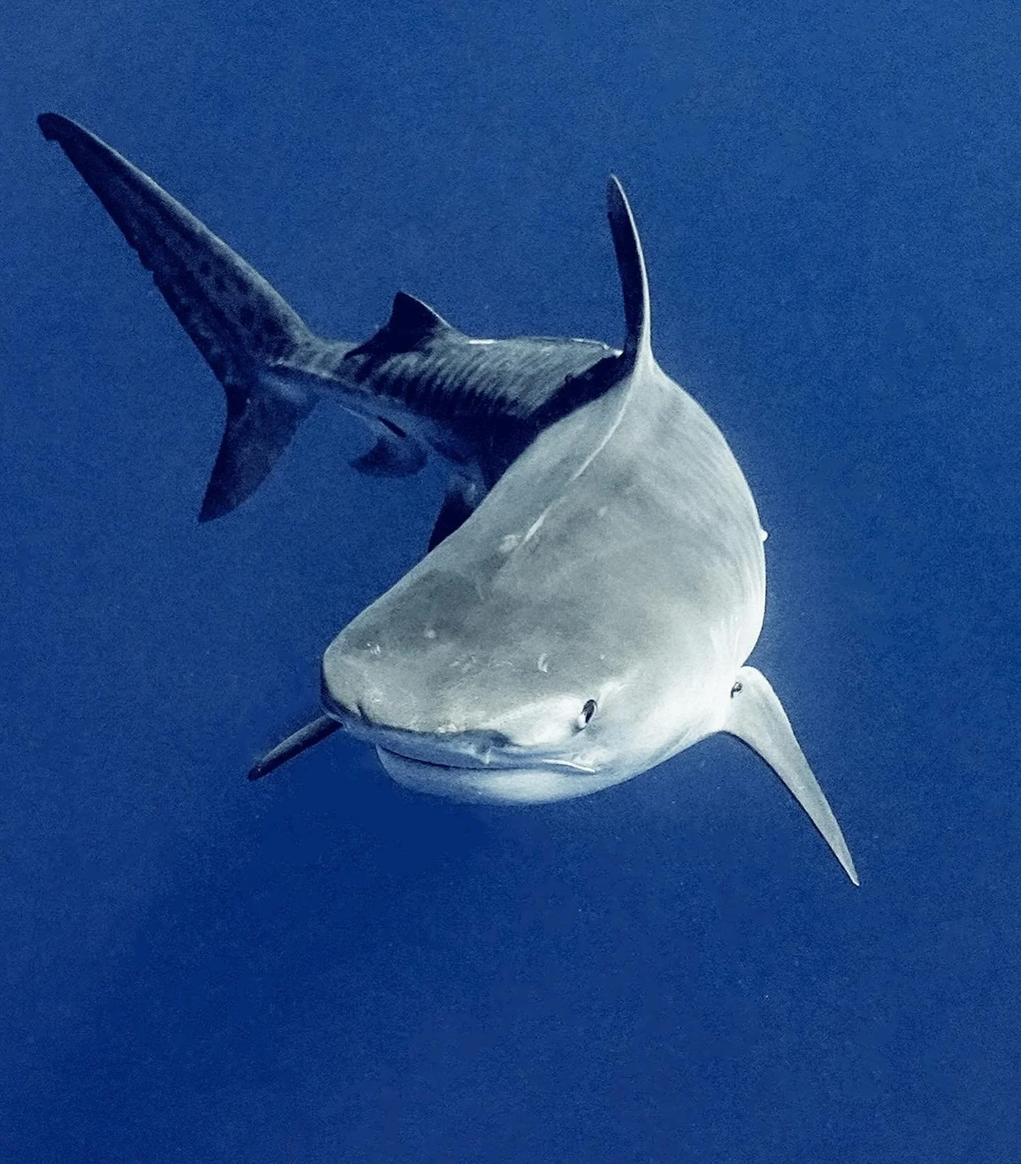 [image] - 7124442.jpeg