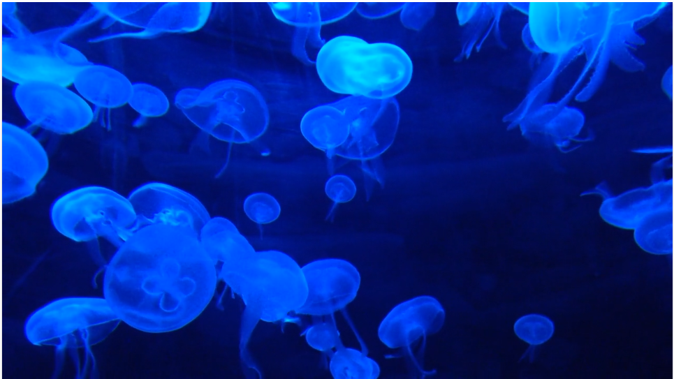 Jellyfish.PNG