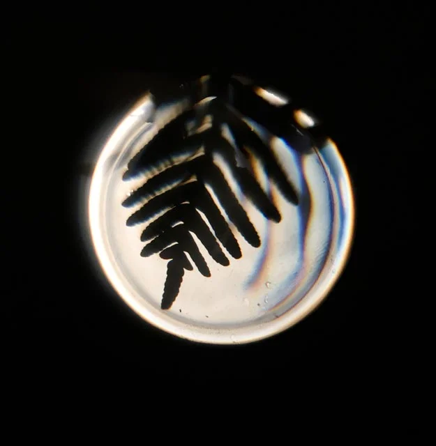 Dominate The Human (Copy)