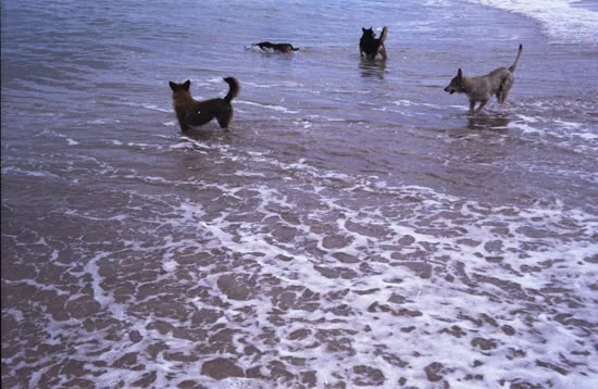Perros, 2006
