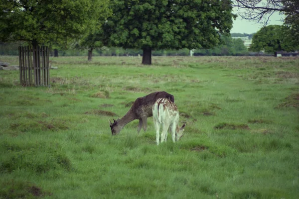 Bushy Park, 2012