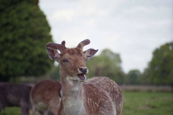  Bushy Park, 2012 