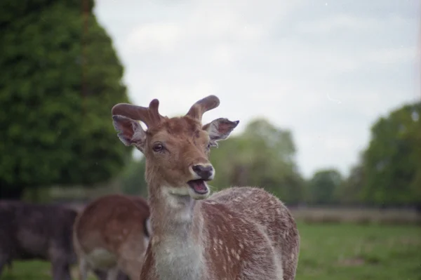 Bushy Park, 2012