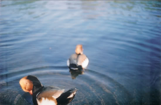  Black Pond, 2008 