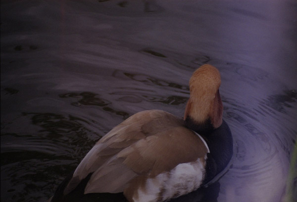  Duck, 2012 