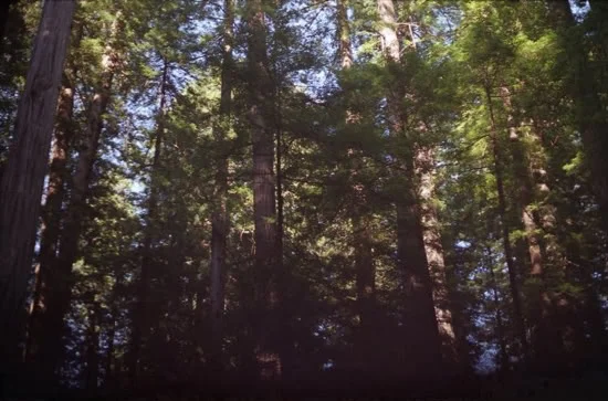 Pines, 2009