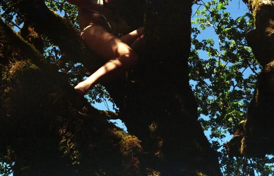 Tree, 2009