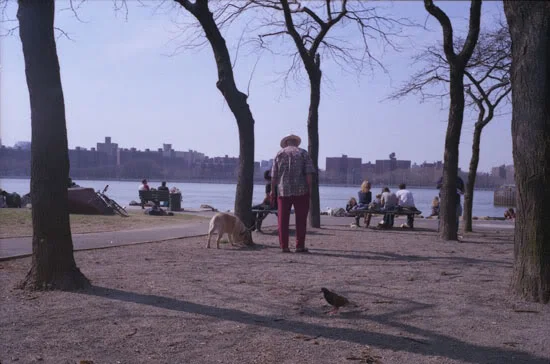 Dog, 2009