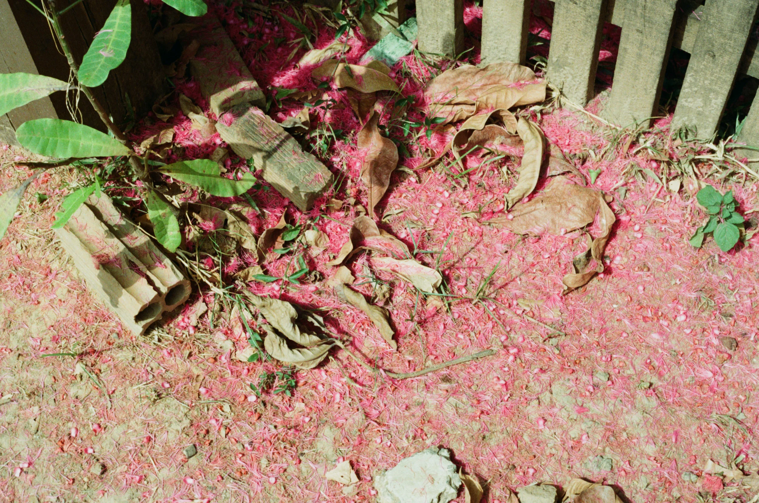 Acre, 2018
