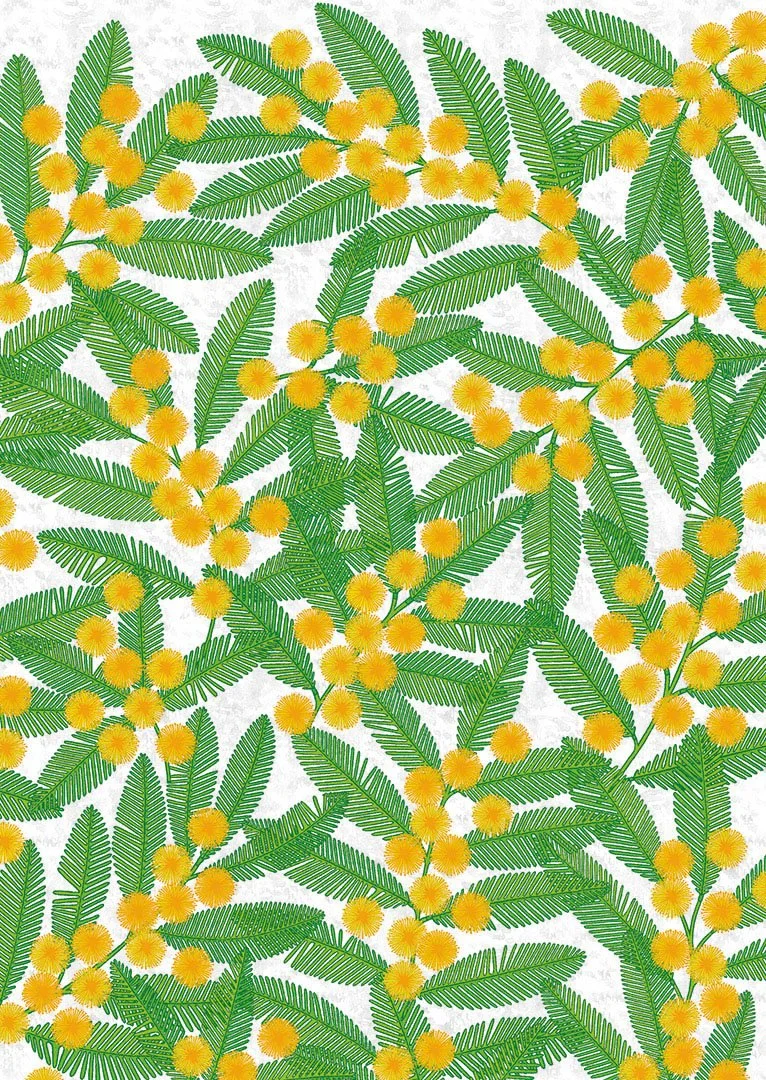 PED0098_C_Mimosa_1080pixel.jpg