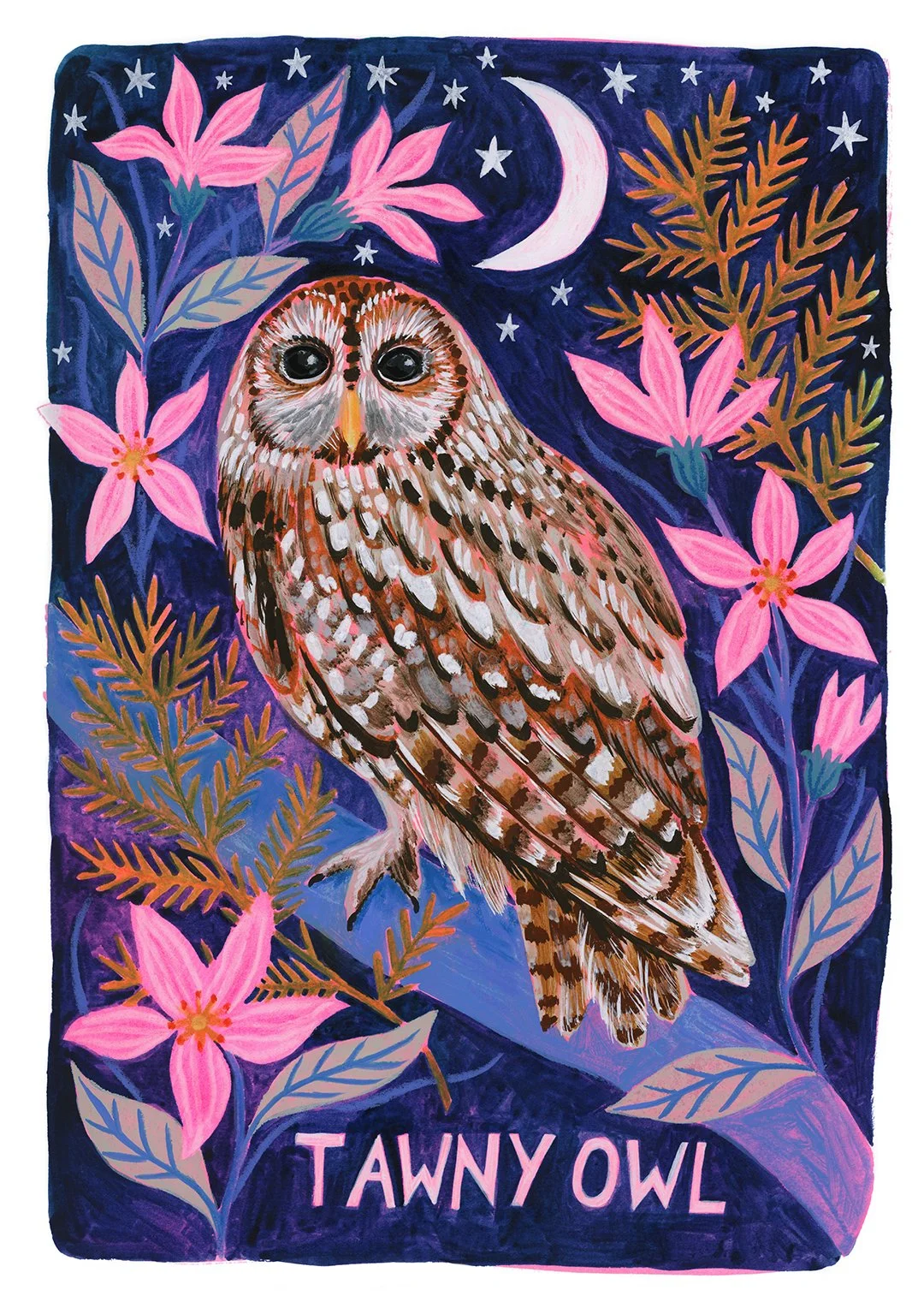 FOS0563_Tawny Owl_1080px.jpg