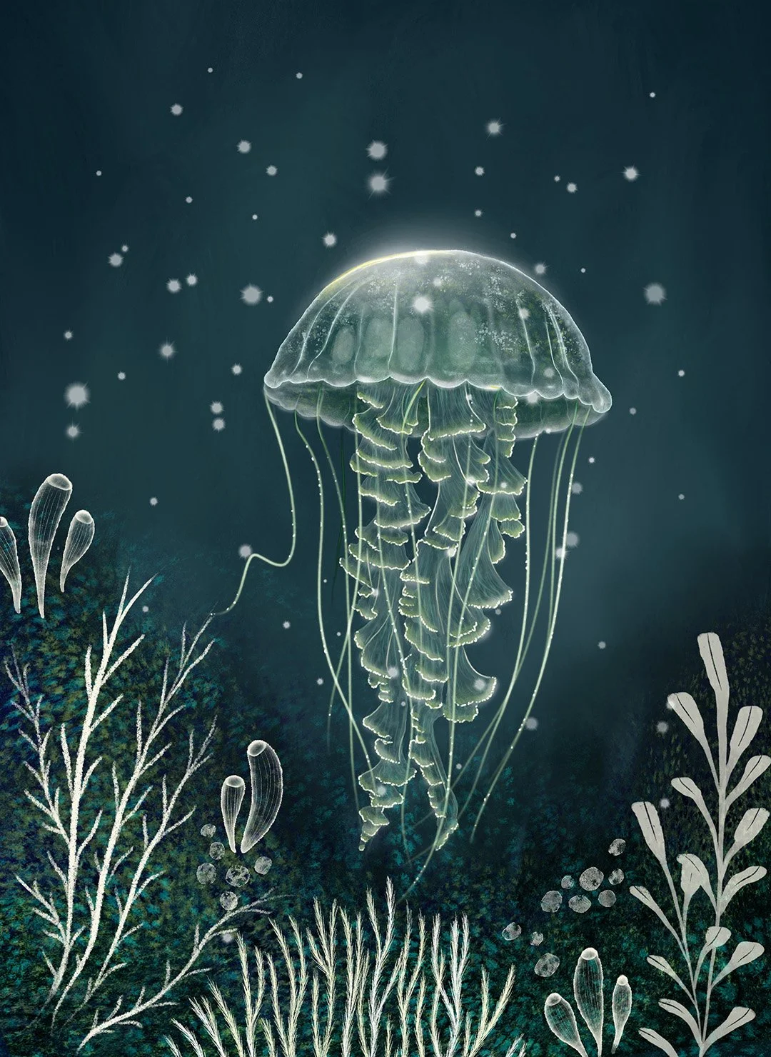 QUN1146_jellyfish-3_1080.jpg