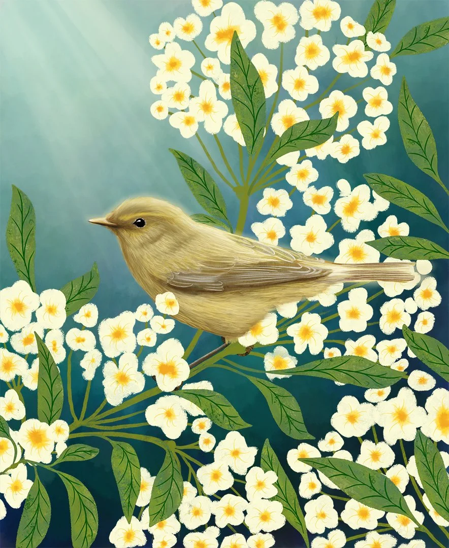 QUN1000_chiff-chaff_1080.jpg
