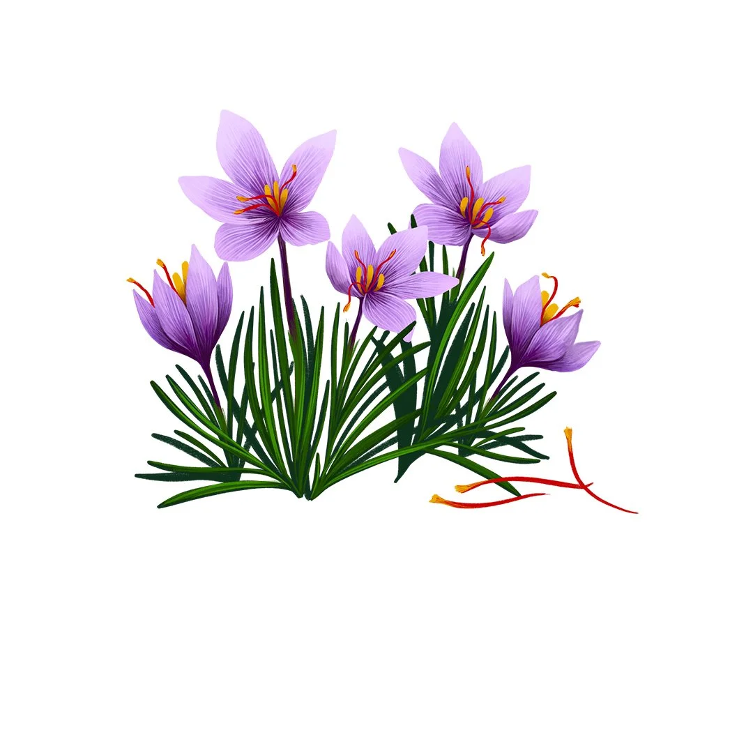 STE0597_B_KW_Saffron_1080.jpg
