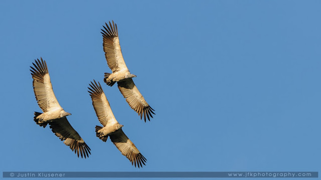 17032013_Vultures_0033.jpg