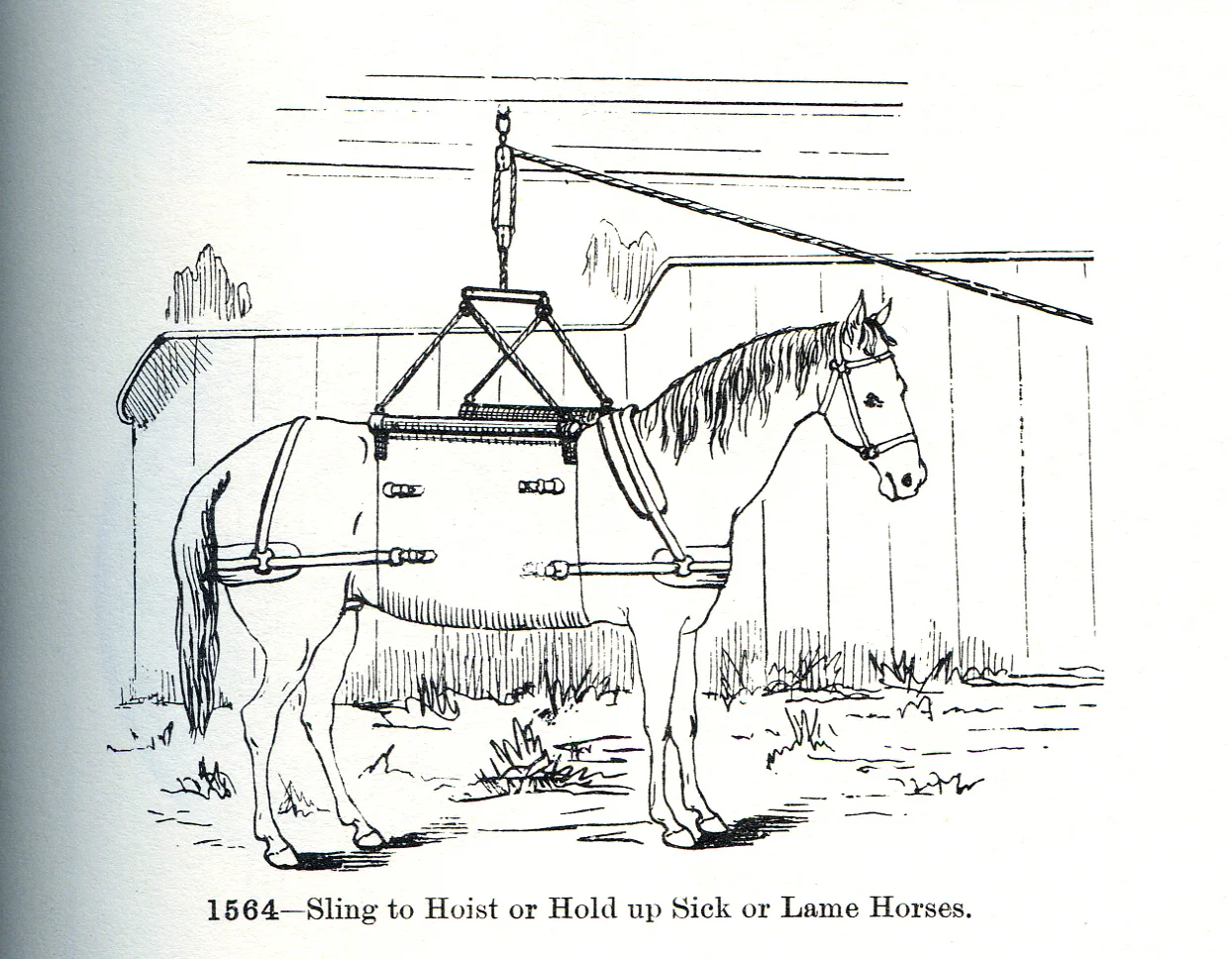 Horse2.jpg
