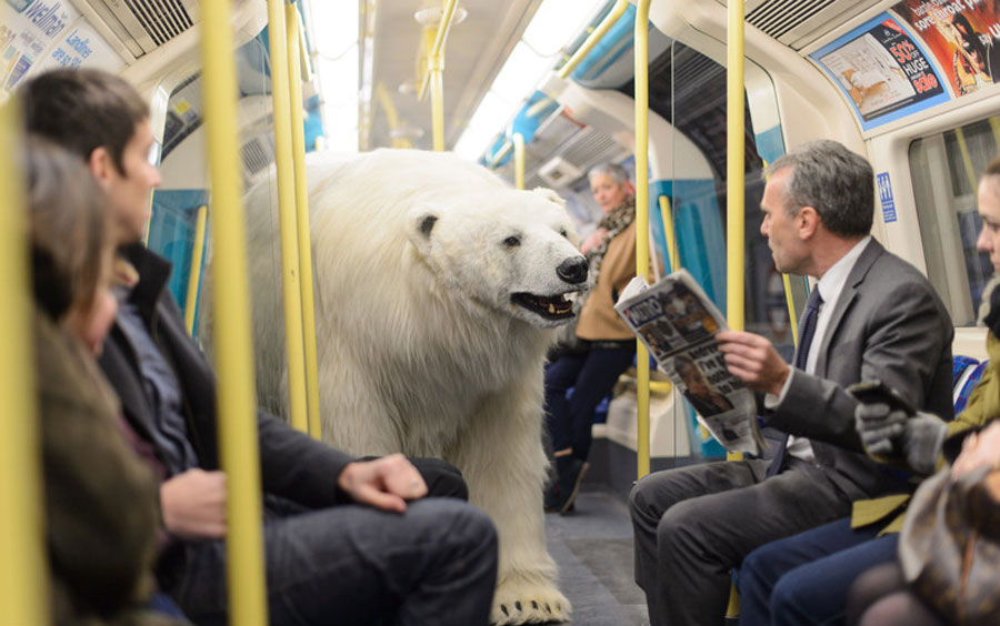 Polar Bear.png