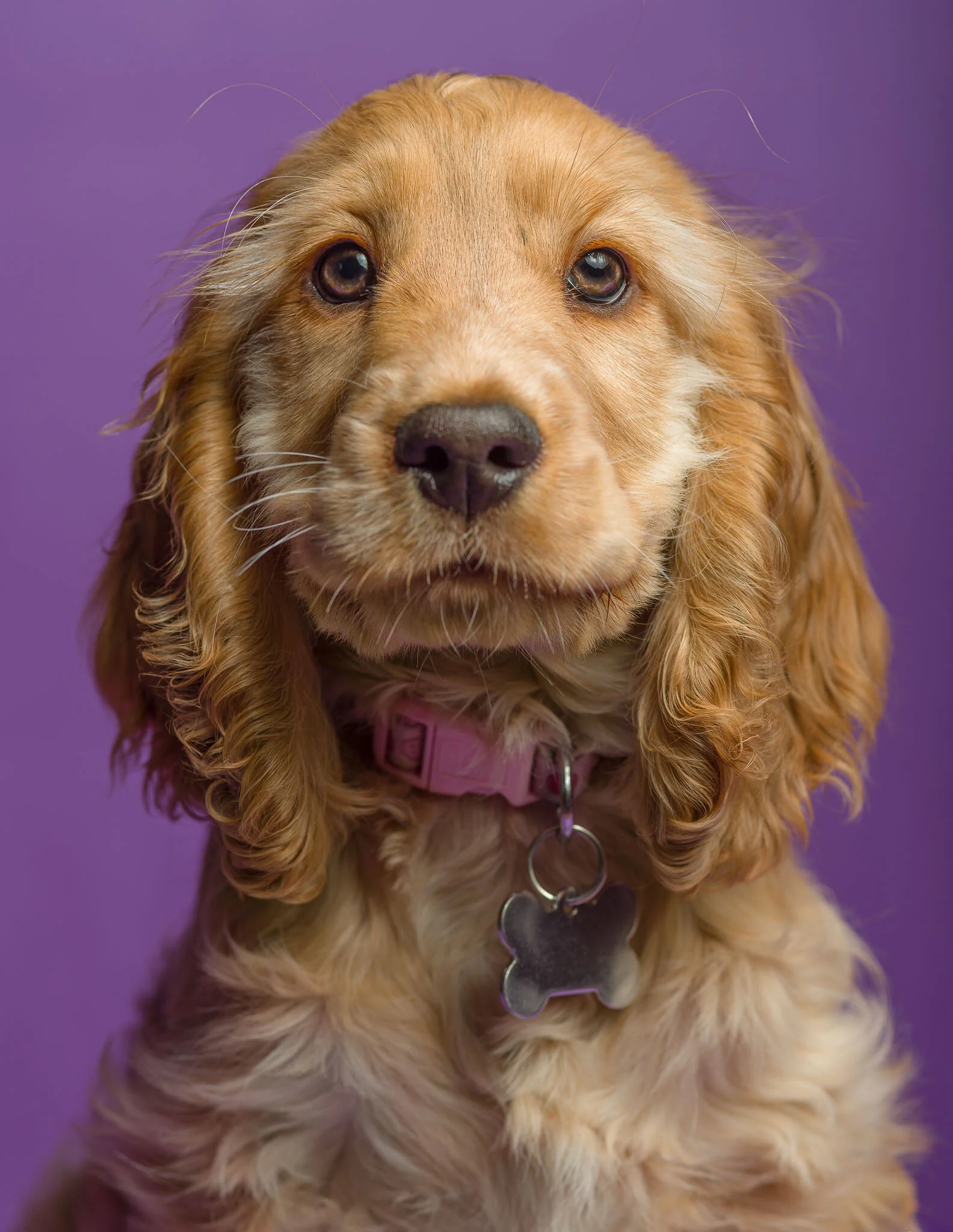 Spaniel Pup Molly