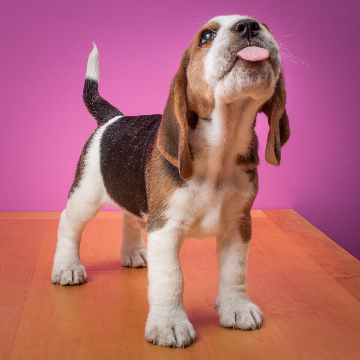 Schroeder, Beagle puppy, 7 weeks old