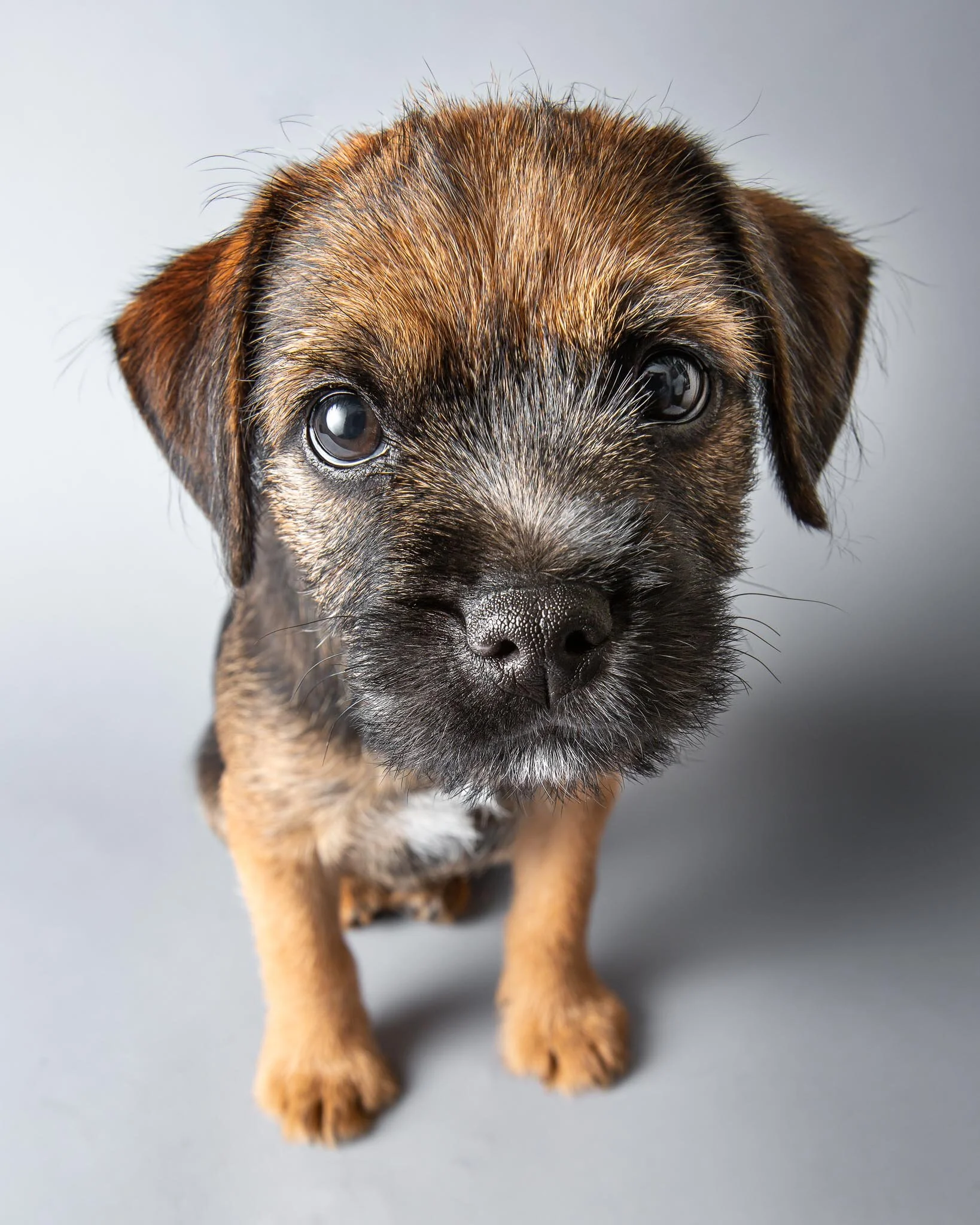 Border Terrier Clive