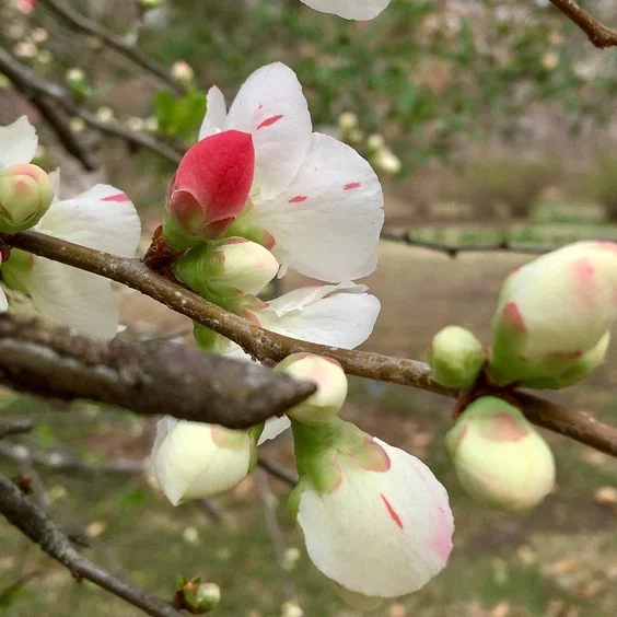 Coker Arboretum, c/o @ cogscilibrarian