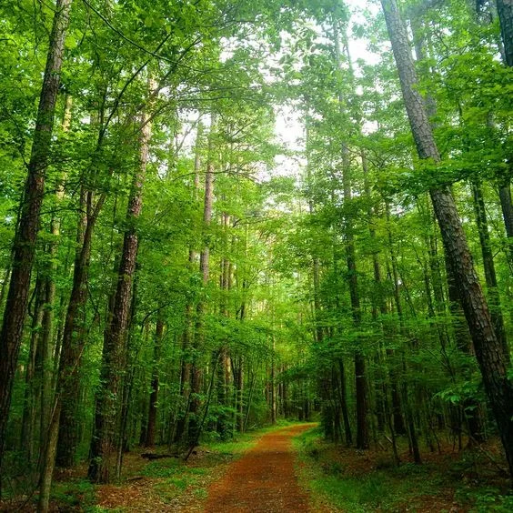 Duke Forest, c/o @ sushmita.samaddar