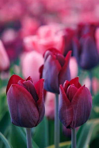 April 2026 Newsletter