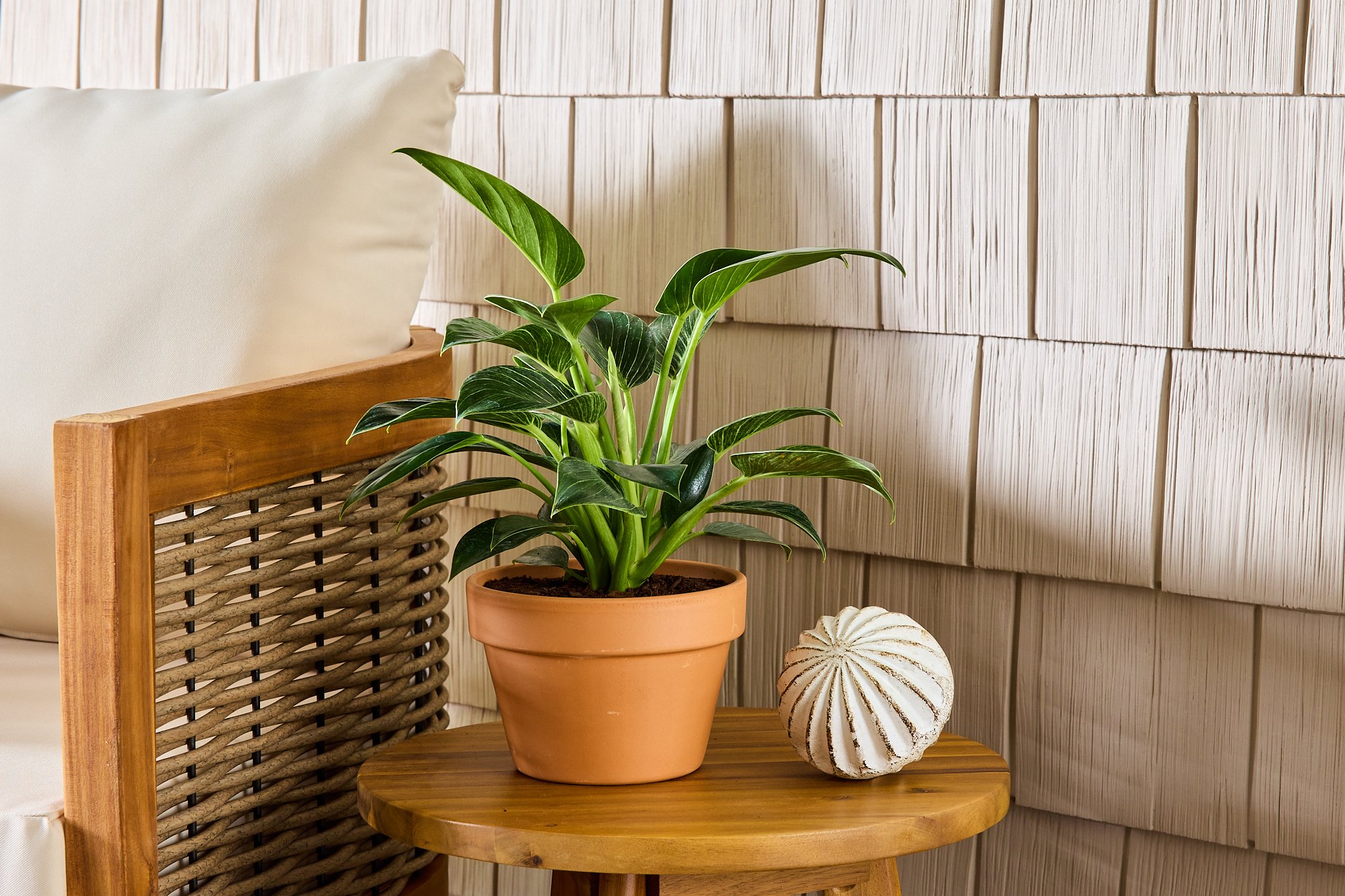 Vigoro_Planters A-102380.jpg