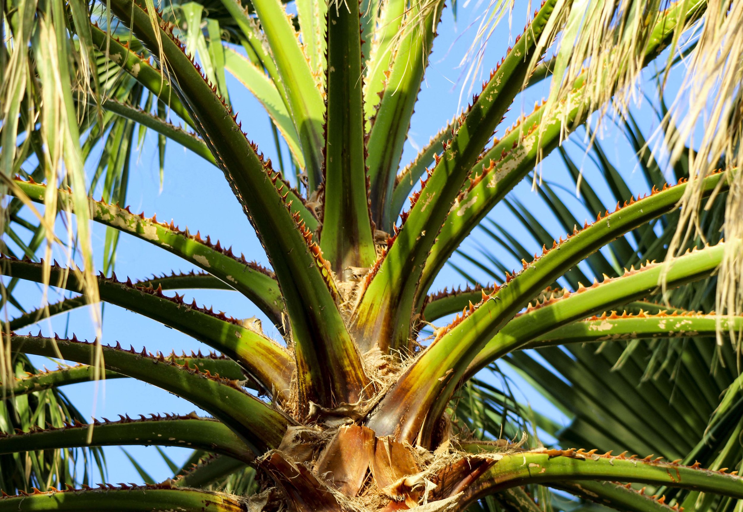 palm copy.jpg