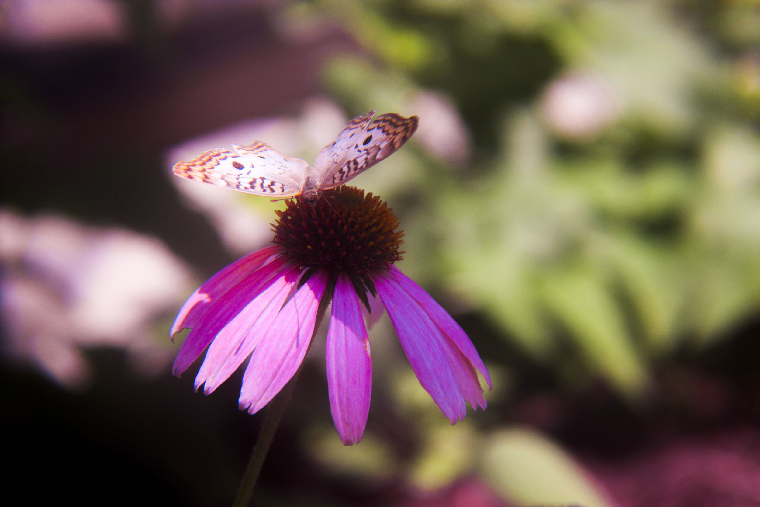 butterfly.jpg