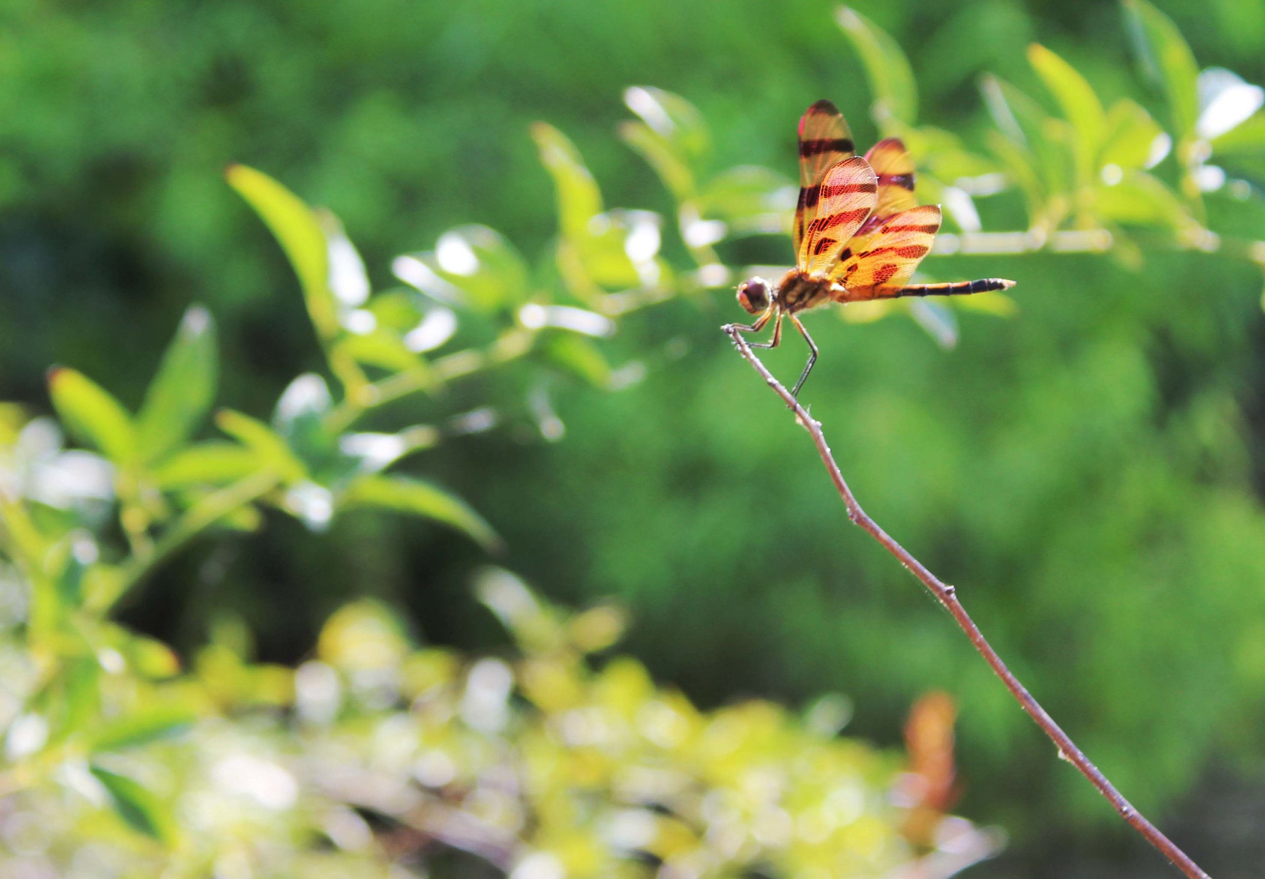 dragonfly.jpg