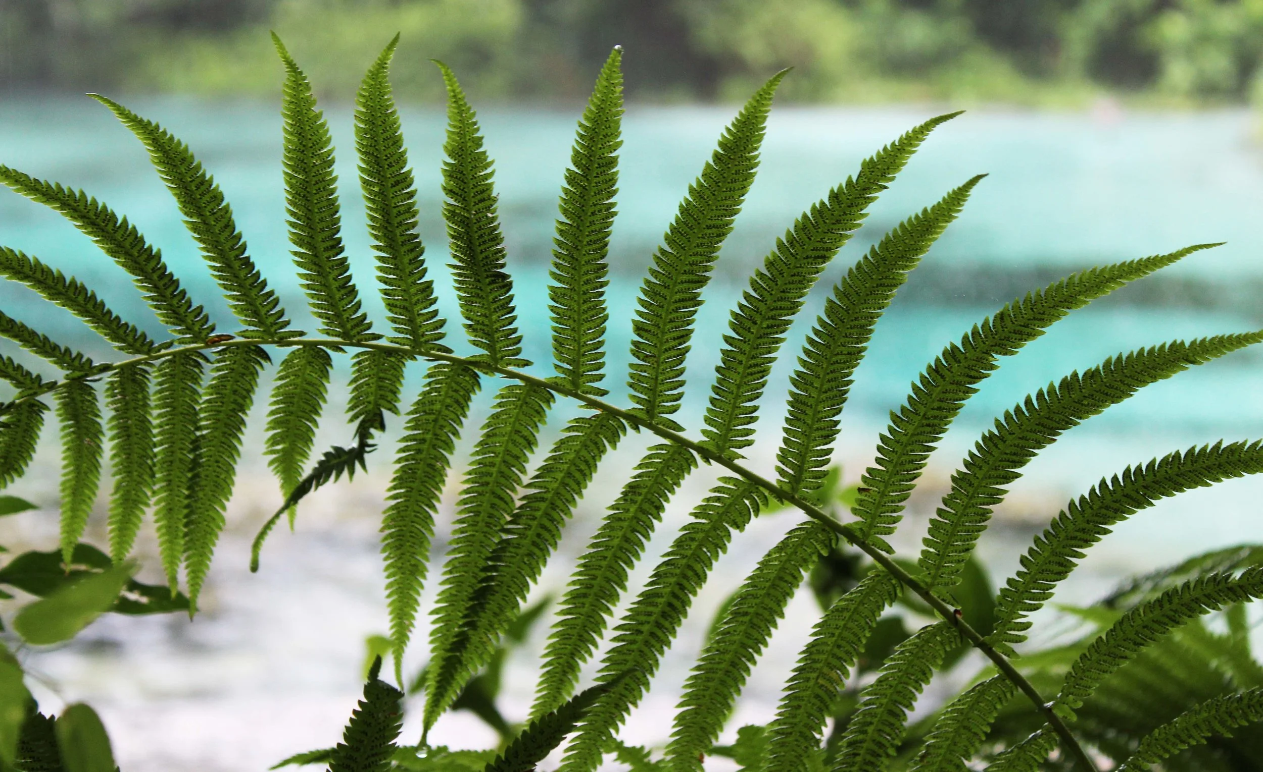 fern.jpg