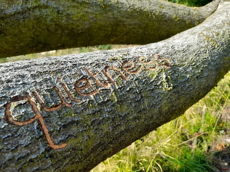 Visiting Sneyd Wood with friends