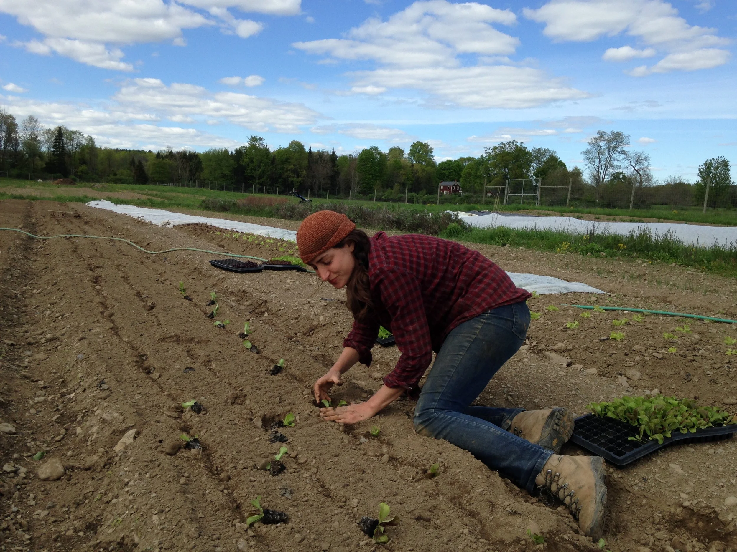 MaryKate transplanting lettuce.