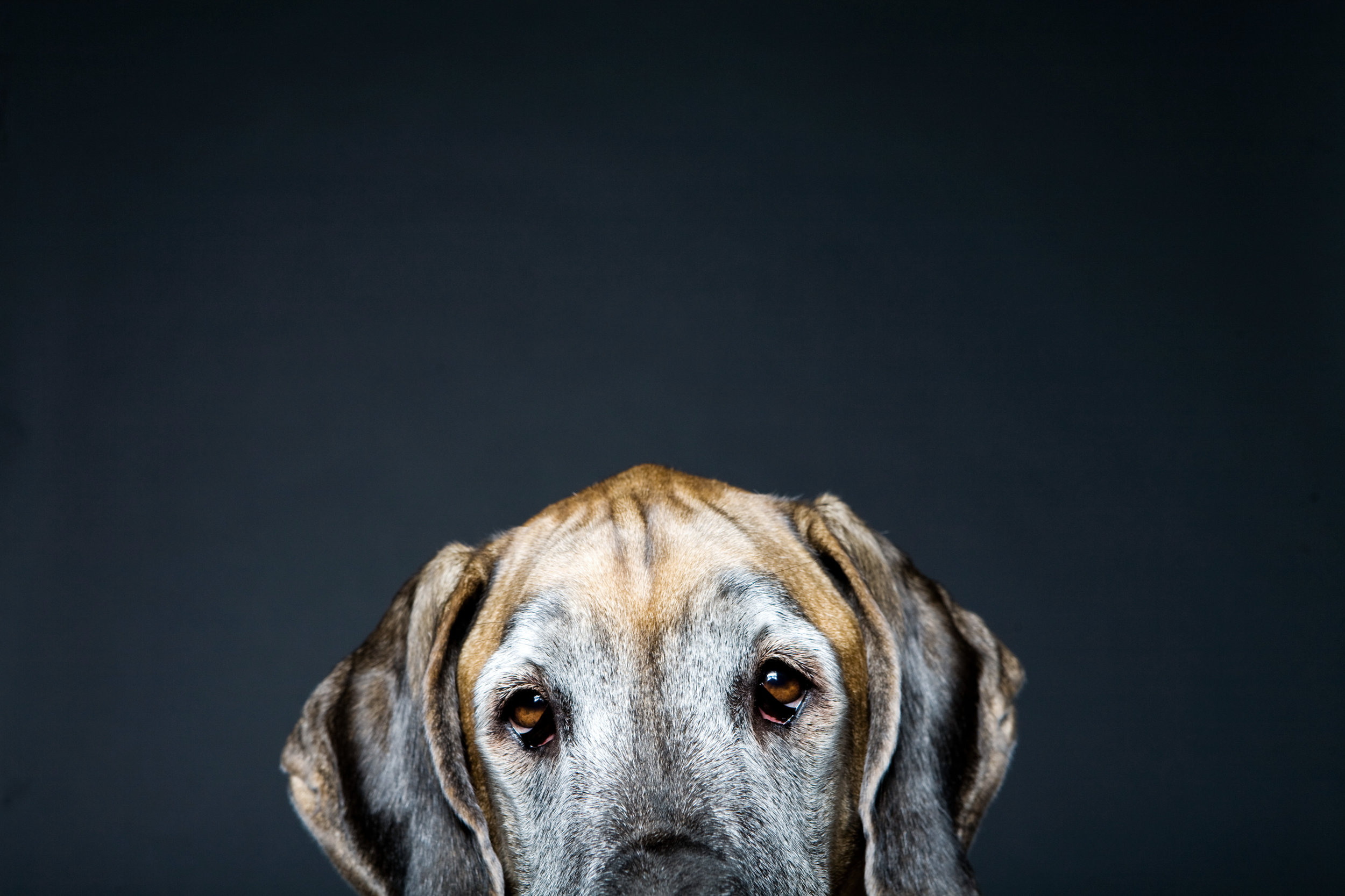 0004_GreatDane.jpg