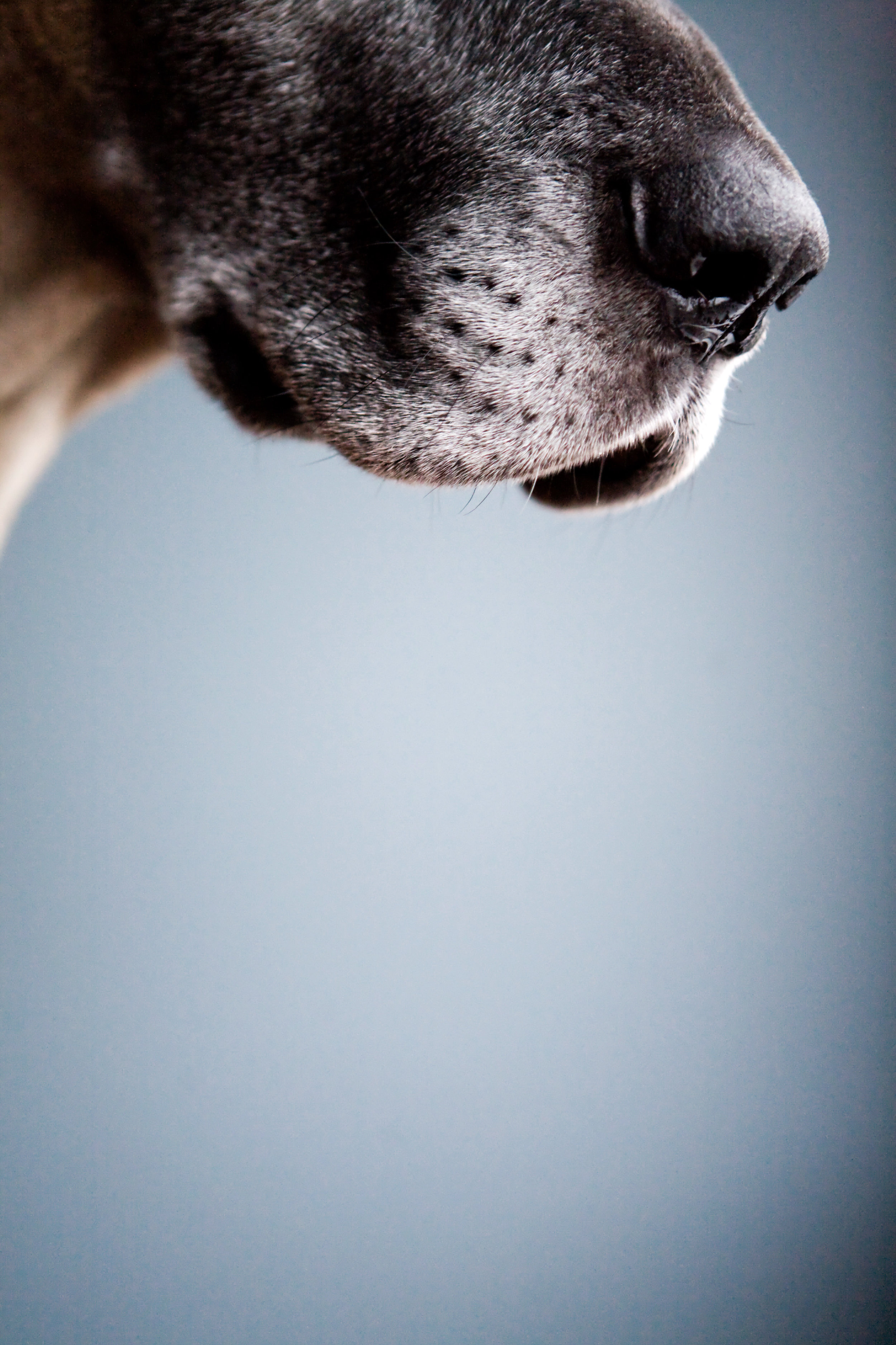 0013_GreatDane.jpg