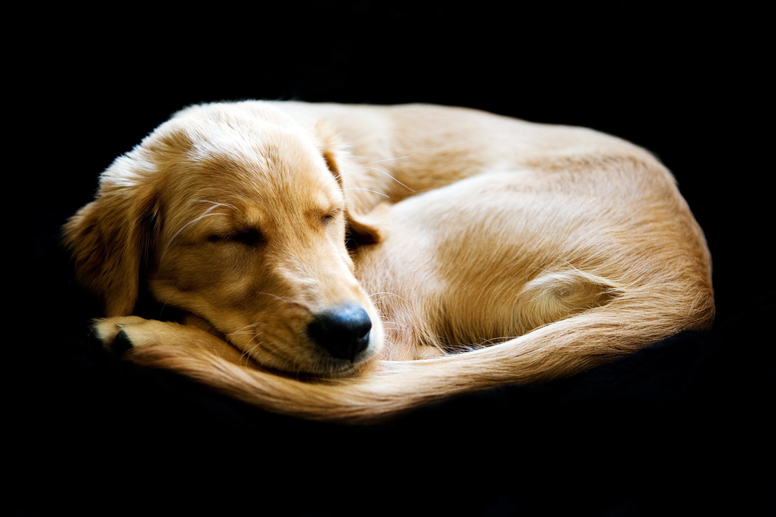 0036_GoldenRetriever.jpg