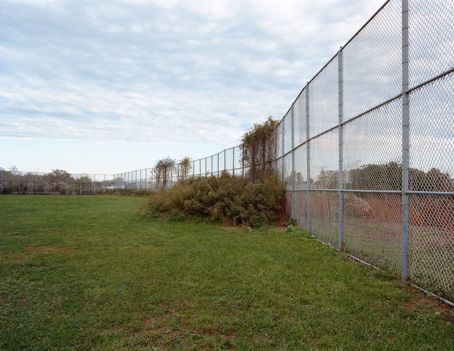 Fence and overgrowth, Bergen Beach, Brooklyn, New York, 2011