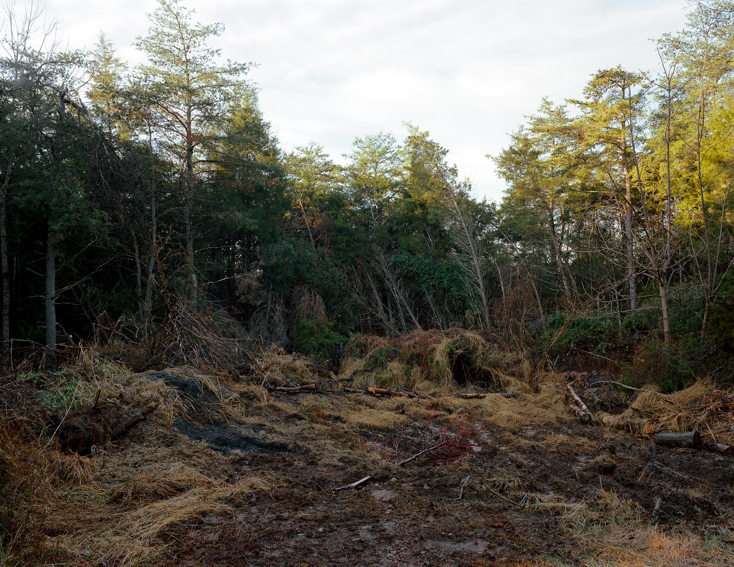  Bulldozed trees, Ashburn, Virginia, 2011 